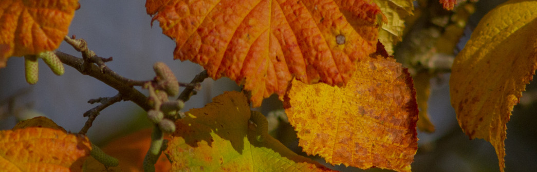 brown lime tree leaves
