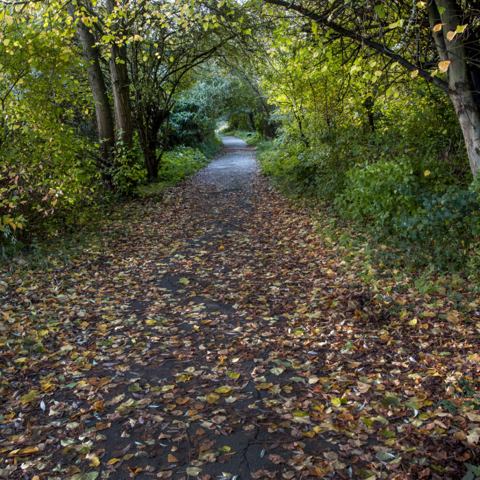 Autumn path photo