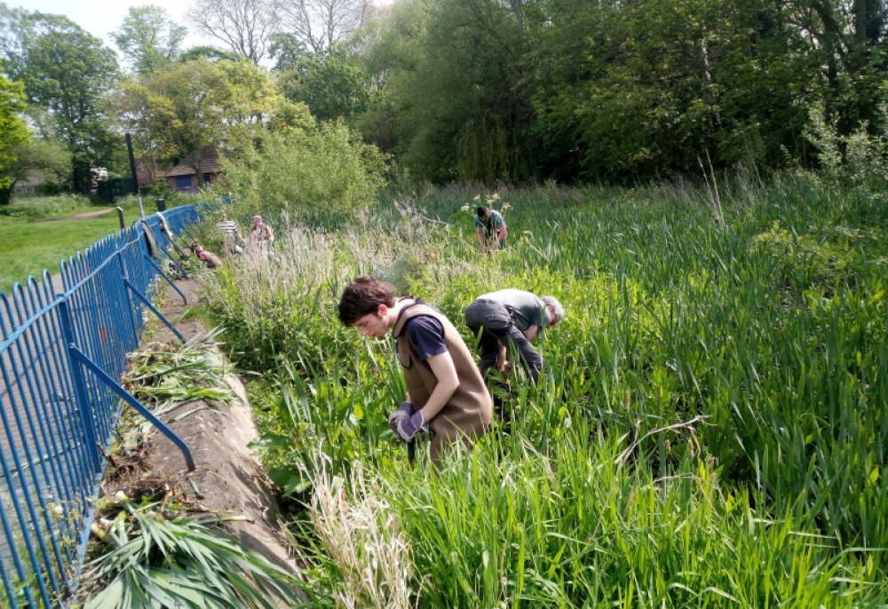 Bulrush control 1