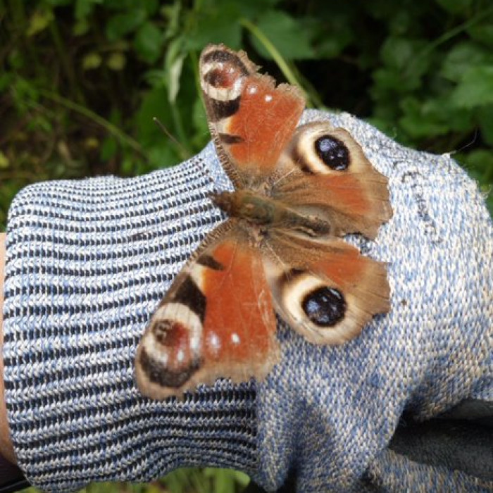 A peacock butterfly is sitting on a gloved hand.