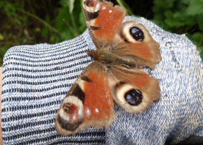 A peacock butterfly is sitting on a gloved hand.