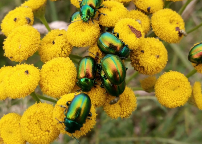 Many tansy beetles