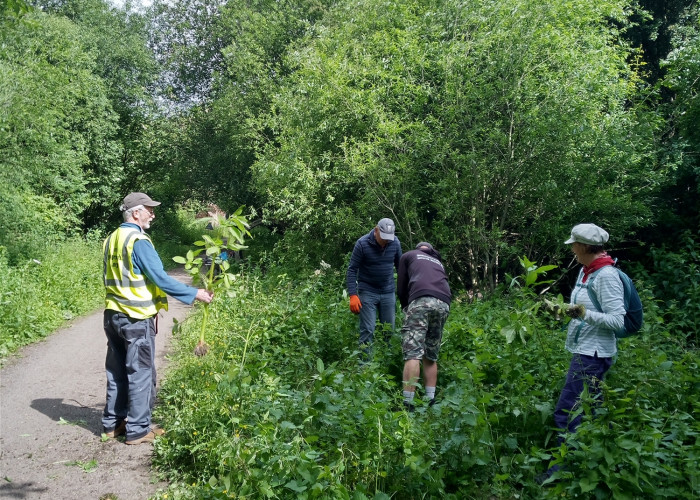 Pulling Balsam Solar System Greenway (2)