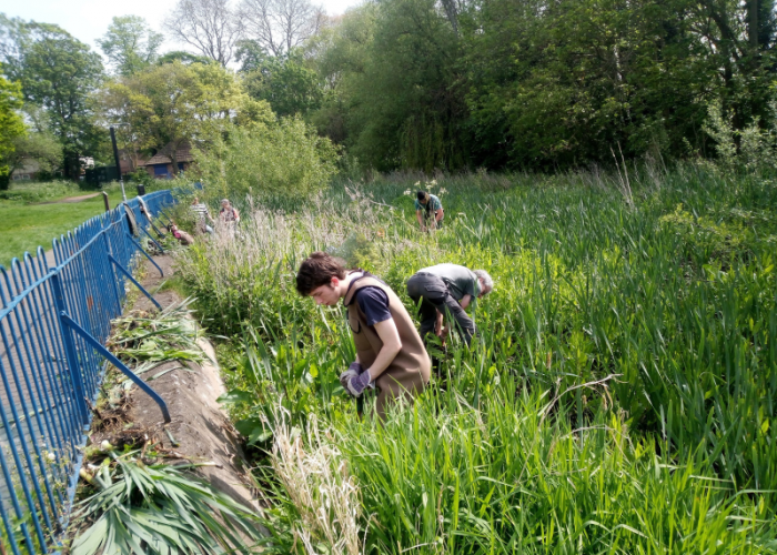 Bulrush control 1