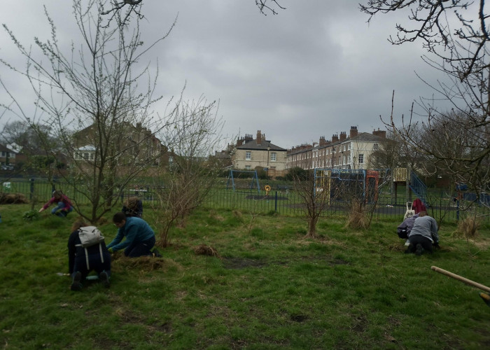 Weeding on Scarcroft Orchard. 7 people are crounched on the ground weeding around young trees. There is a childrens play area and housing in the background. The day is overcast and dry.