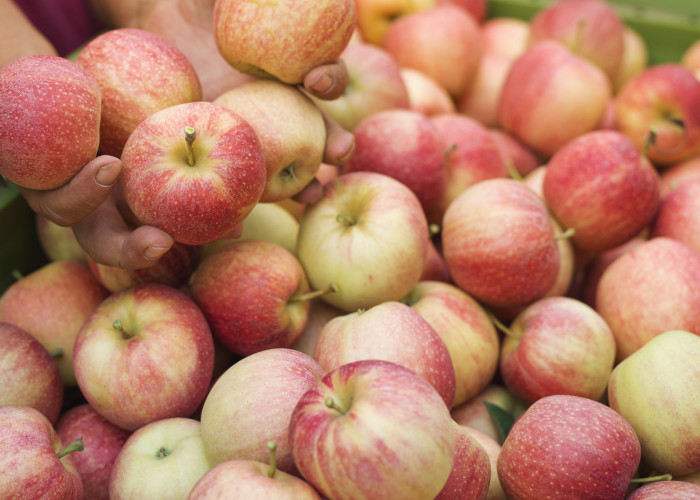 apple-fruit-harvest-orchard new