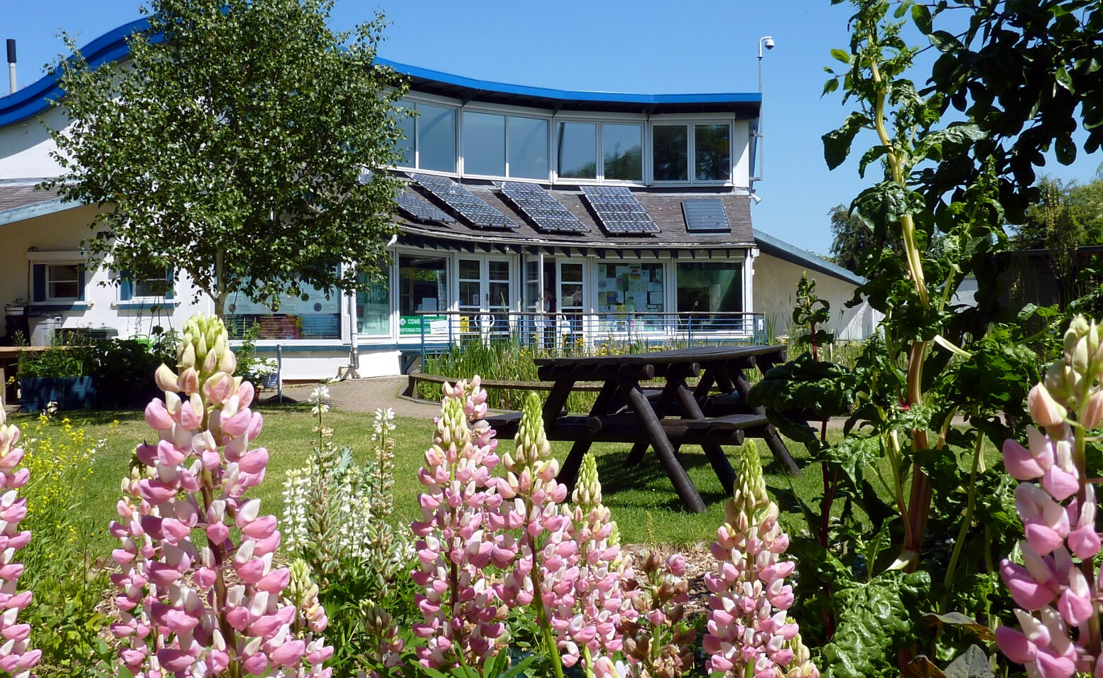 Environment centre and pond with lupin flowers